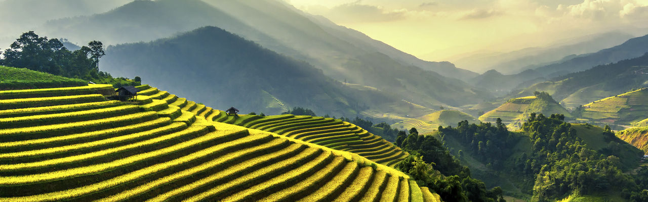 Terraced fields Vietnam